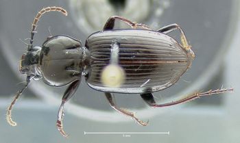 Media type: image;   Entomology 600429 Aspect: habitus dorsal view